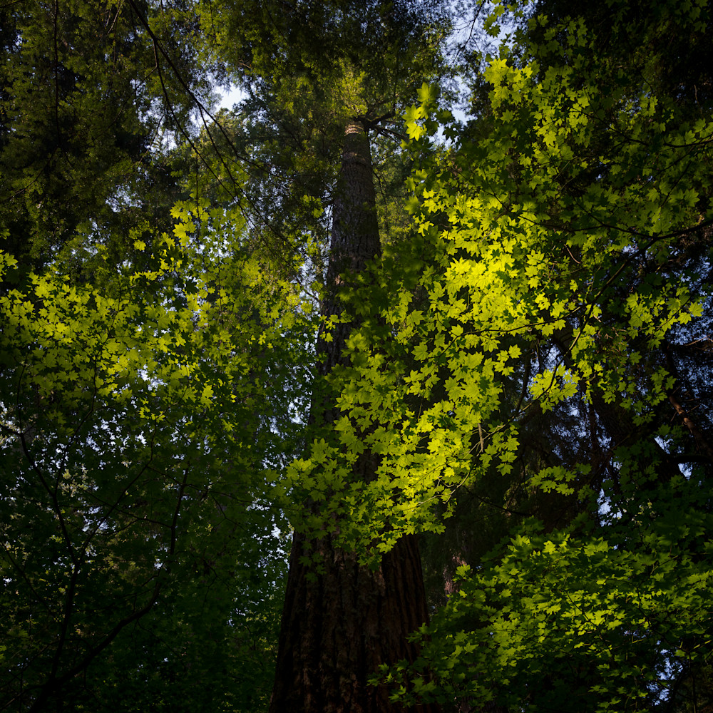 Sunlight through forest canopy washington 2021 a7dcfz