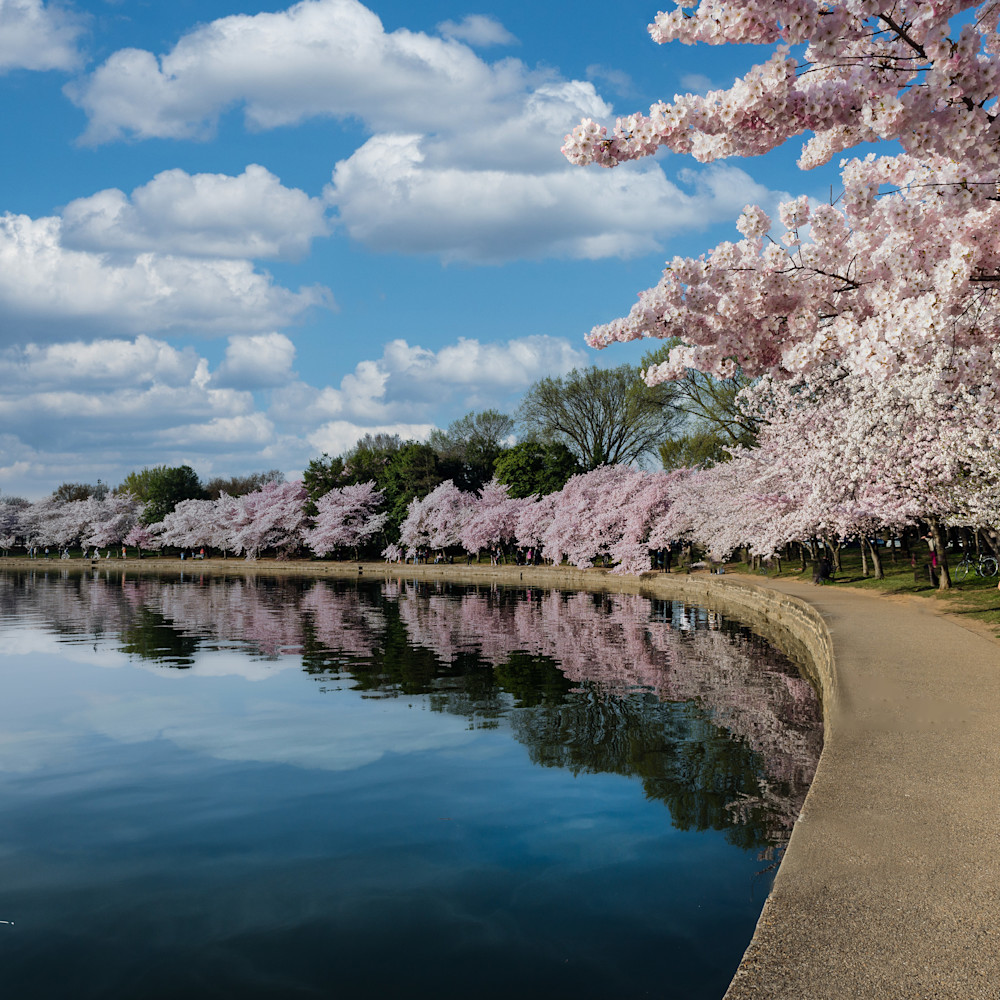 Cherry blossoms copy vzutoa