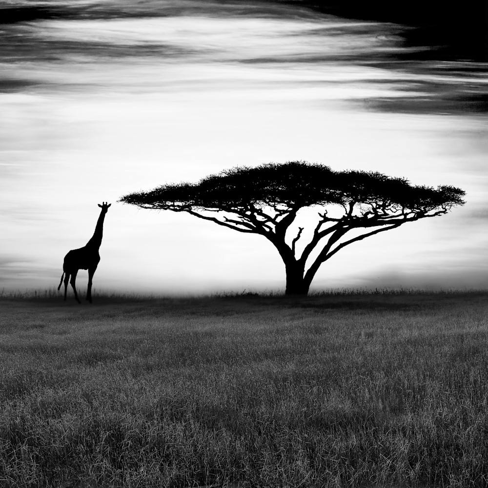 Serengeti bw iocahd