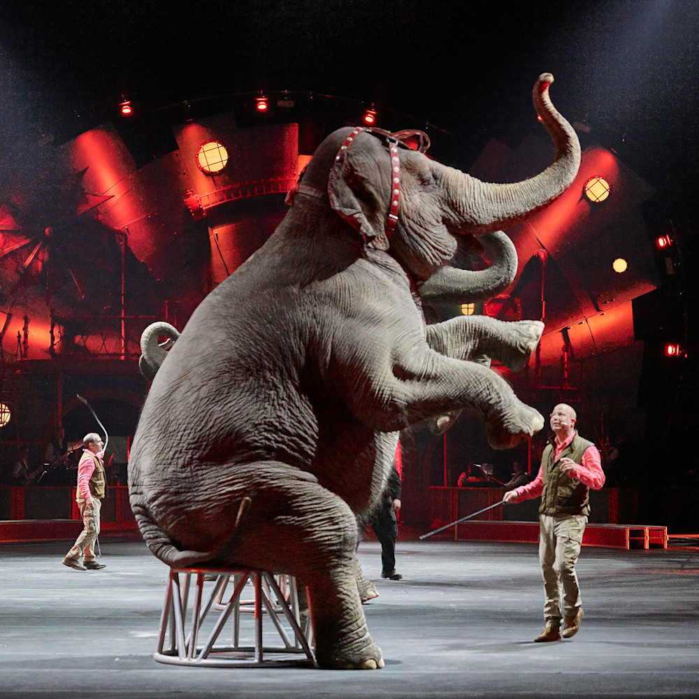 Circus elephant nkhogs