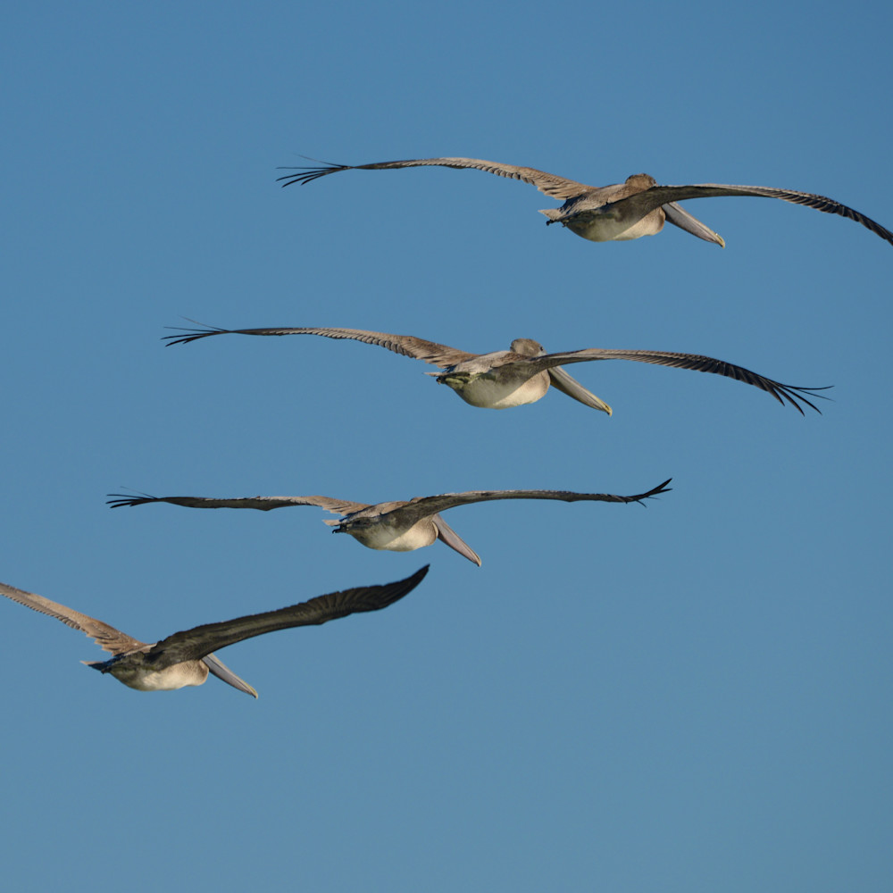 Four brown pelicans in flight ruth burke art k3xbjq