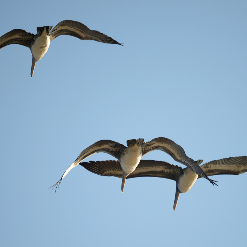 Three brown pelicans in flight ruth burke art rpqsvc
