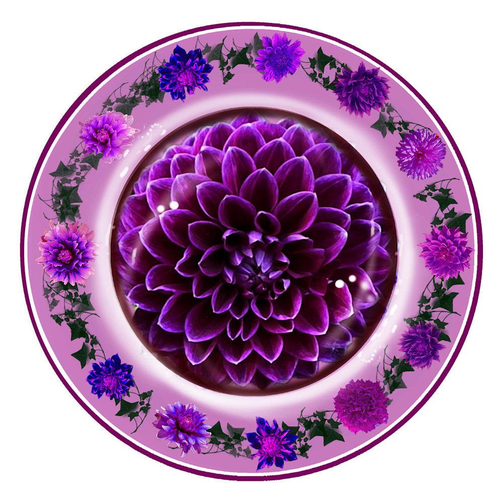Dark purple plate dahlia final faa qxa7cg