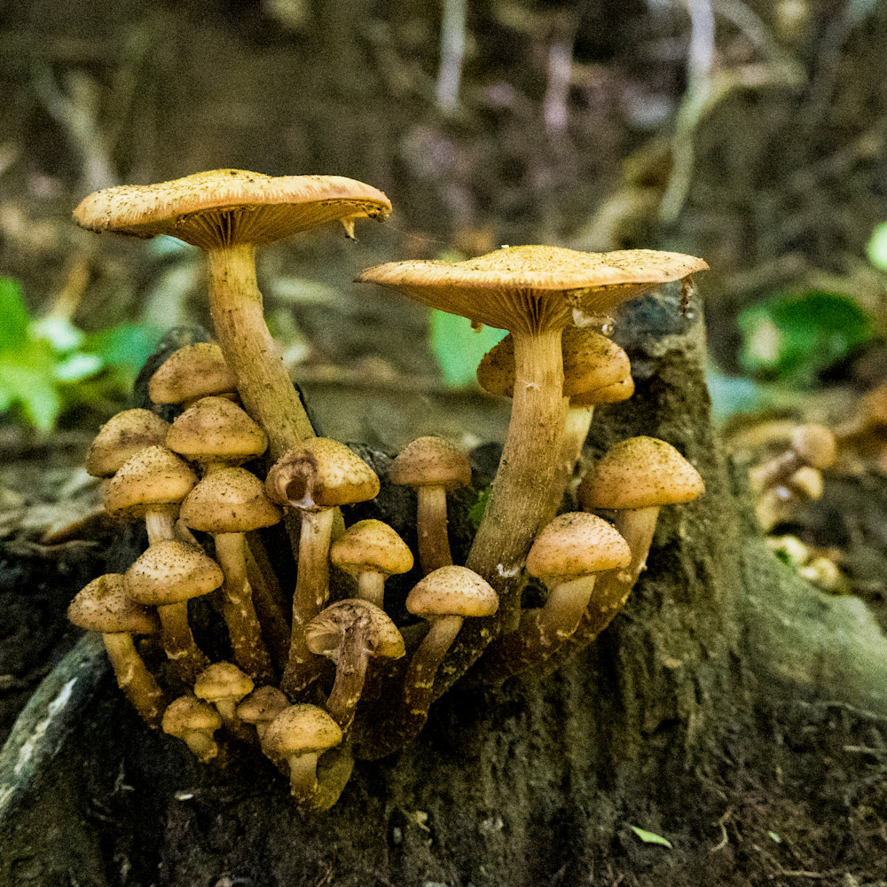 Mushroomforest 2 unnt7w