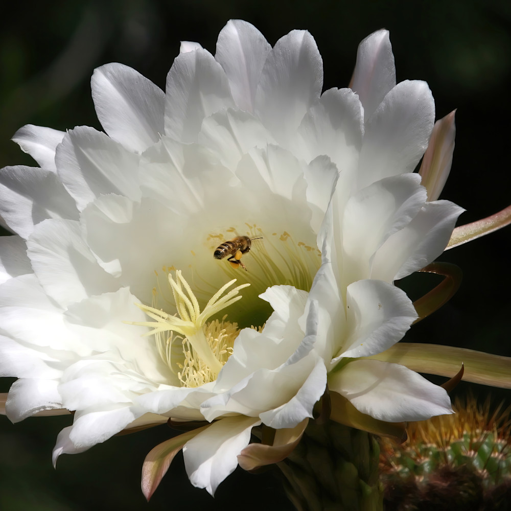 Cactus bloom2 kk9mfe