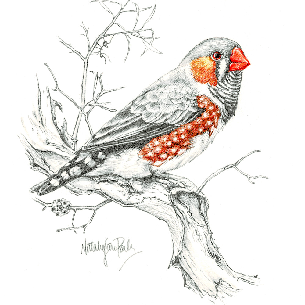 Zebra Finch Pencil Sketch with a Splash of Colour