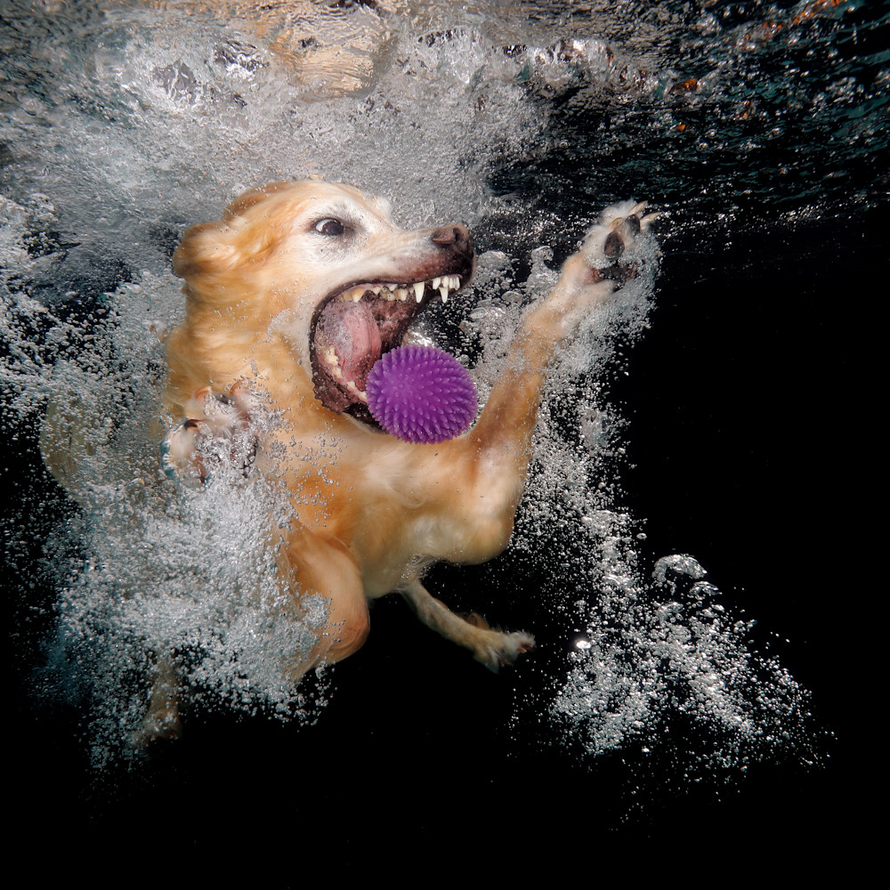 Jake with purple ball underwater 83a5277 dover fl usa aaraas