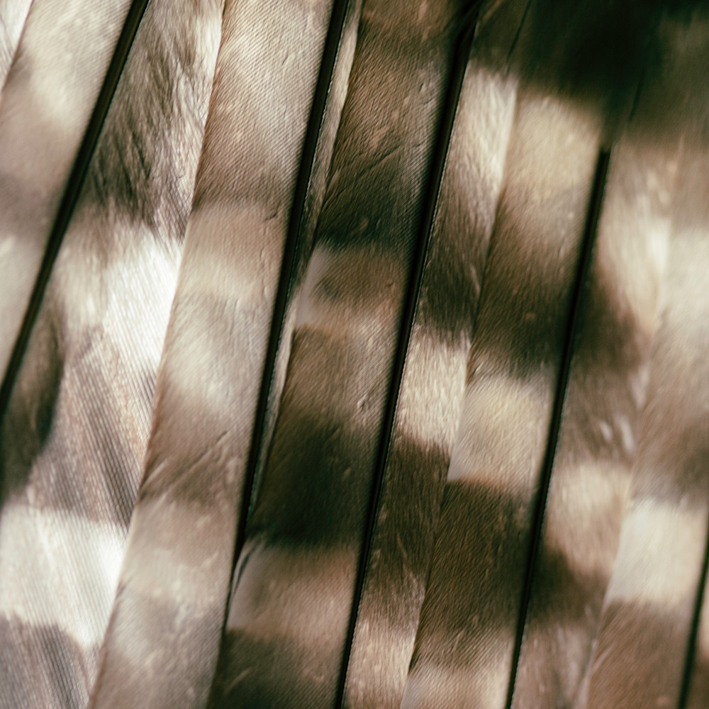 Barred owl feather detail f0hrhn