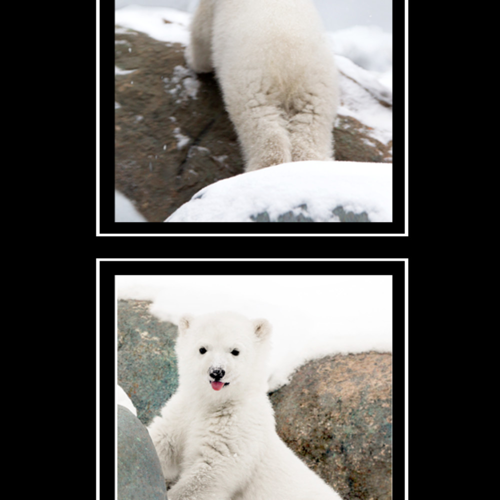 Polar bear ntmggr