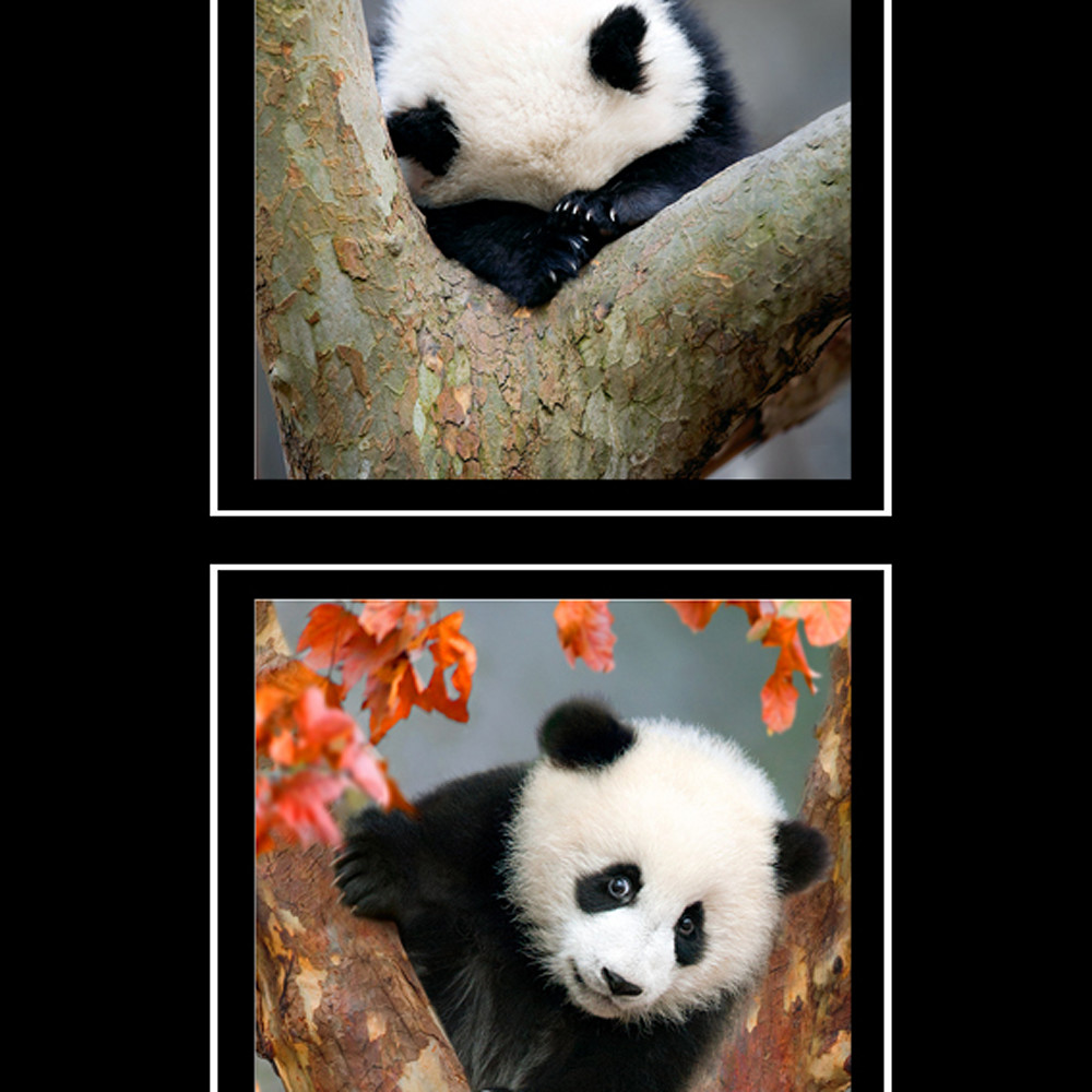 Panda muzyun