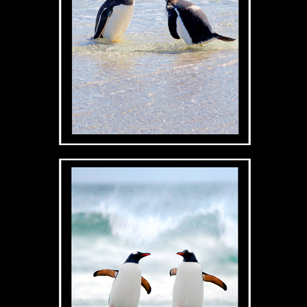 Penguin bnfatq