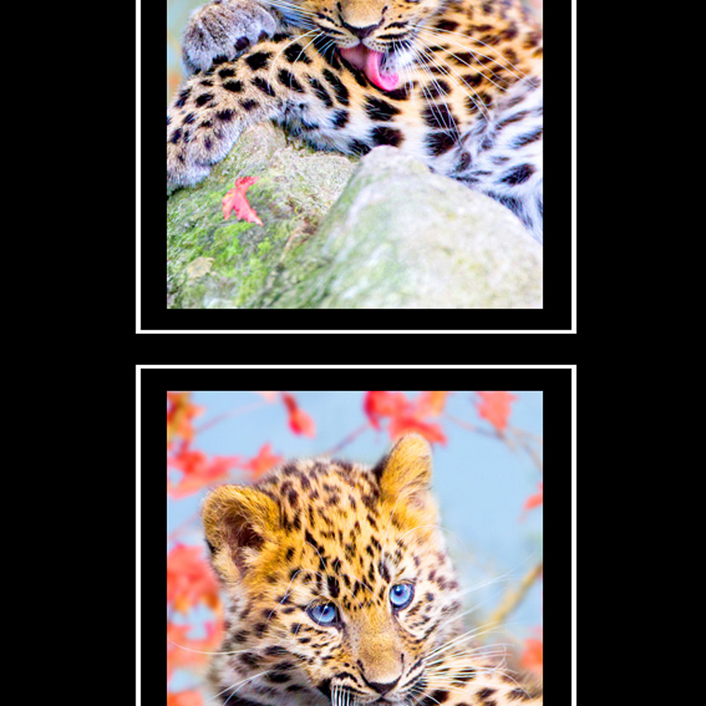 Armur leopard ou5urf