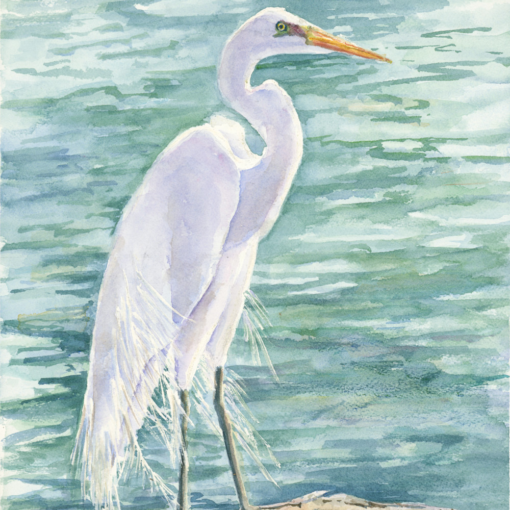 Poulos watchful egret rjgyhd