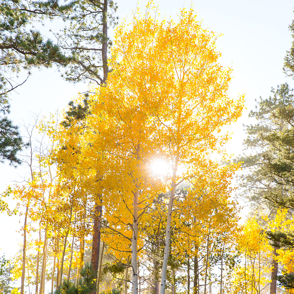 Aspens 9937 kfcsfa
