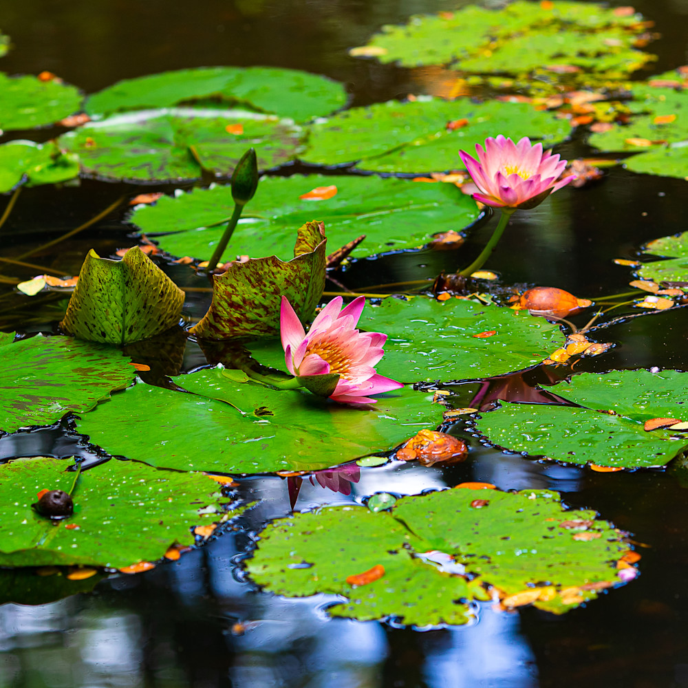 Pink water lillies 4658 pvg6vt