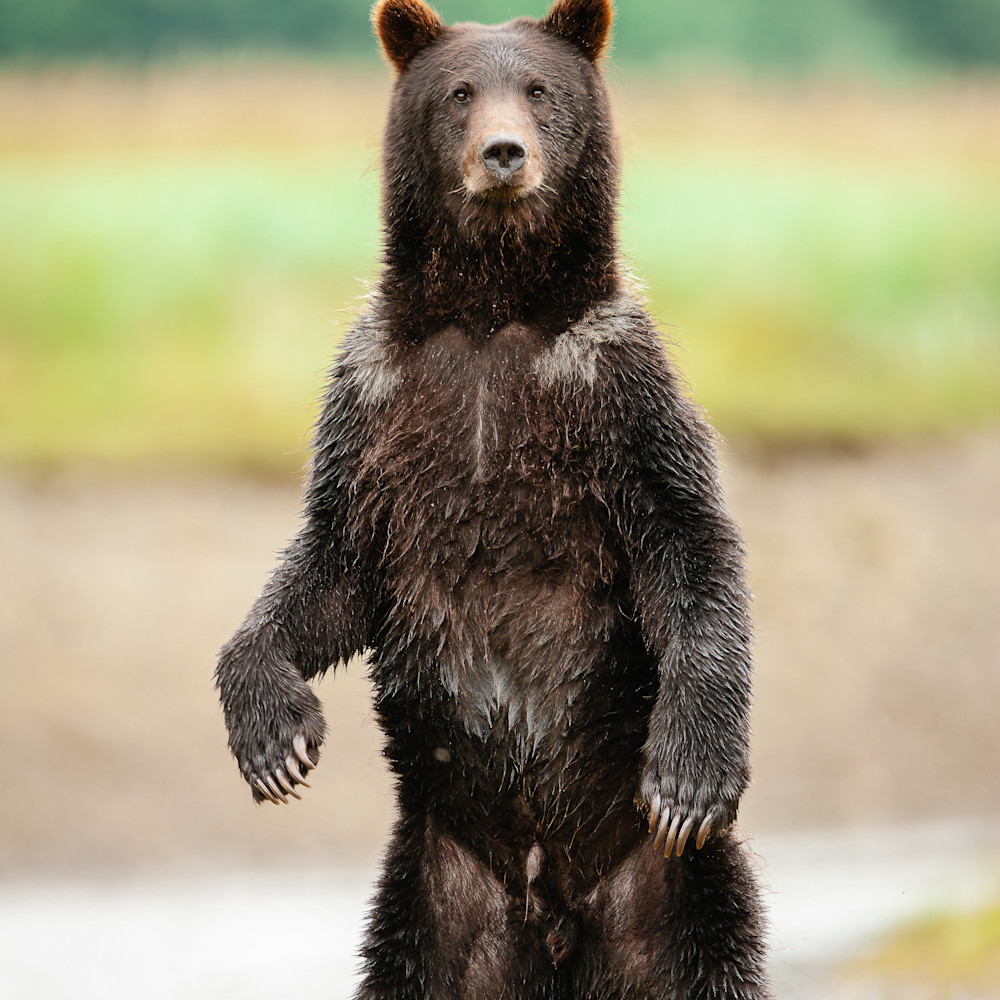 A curious brown bear standing up.
