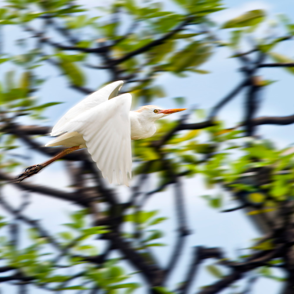 Great white egret uf1ojr