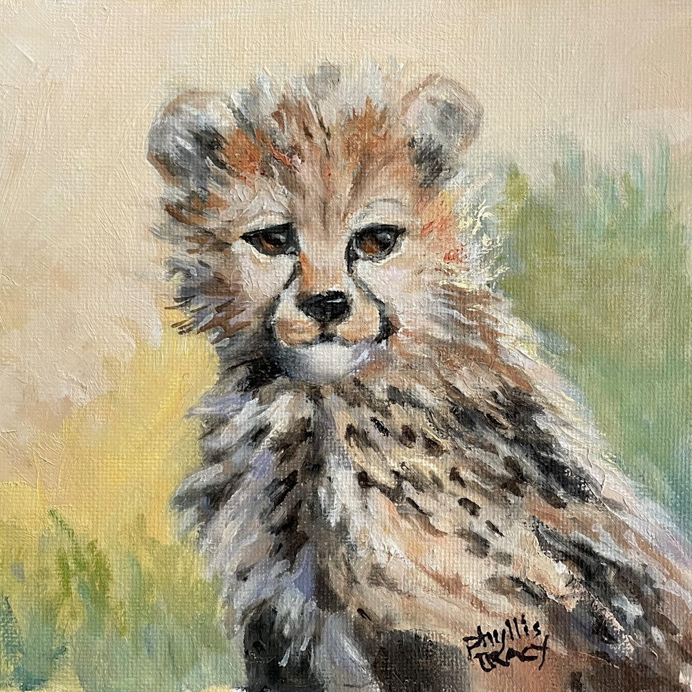Baby cheetah f5qbnw