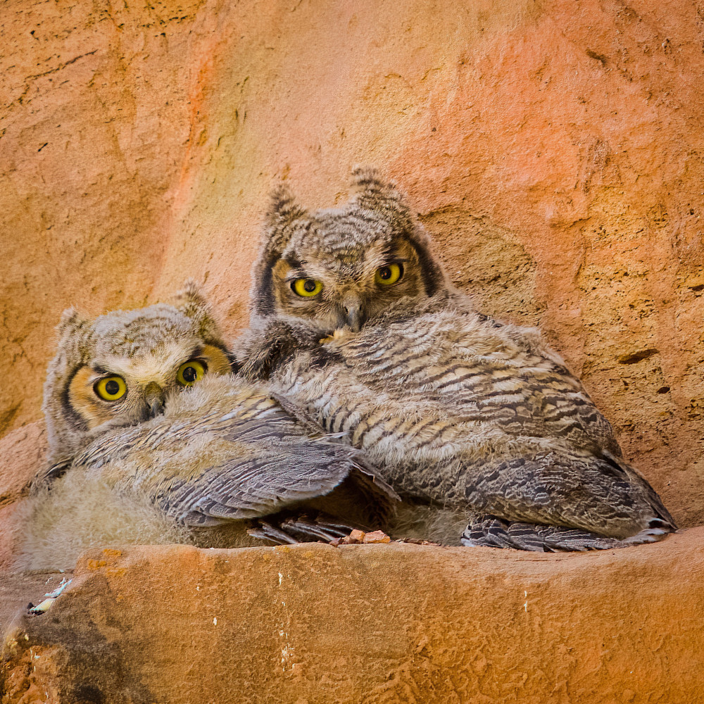 Great horned owl chicks cu1grz