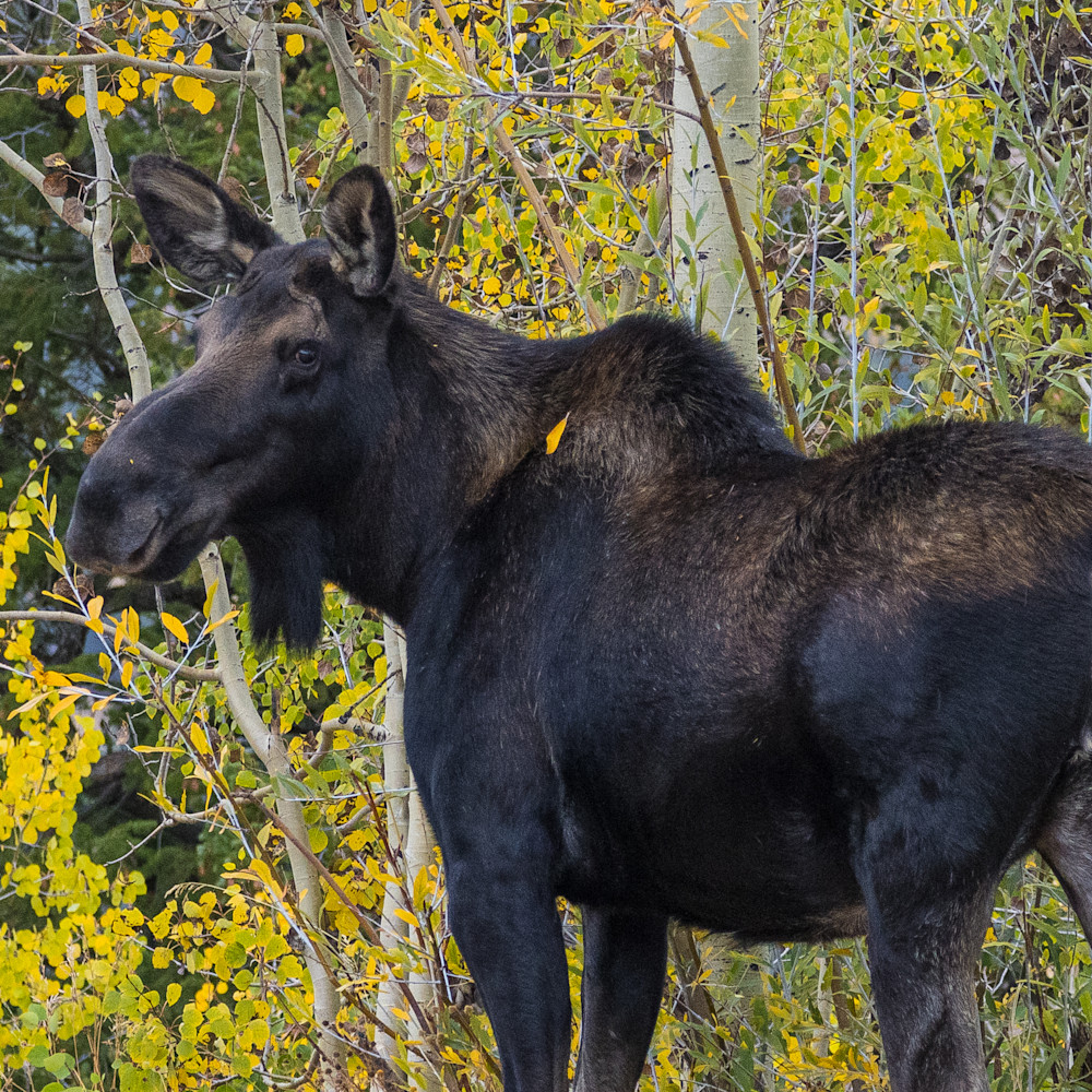 Moose breckenridge fepeh5