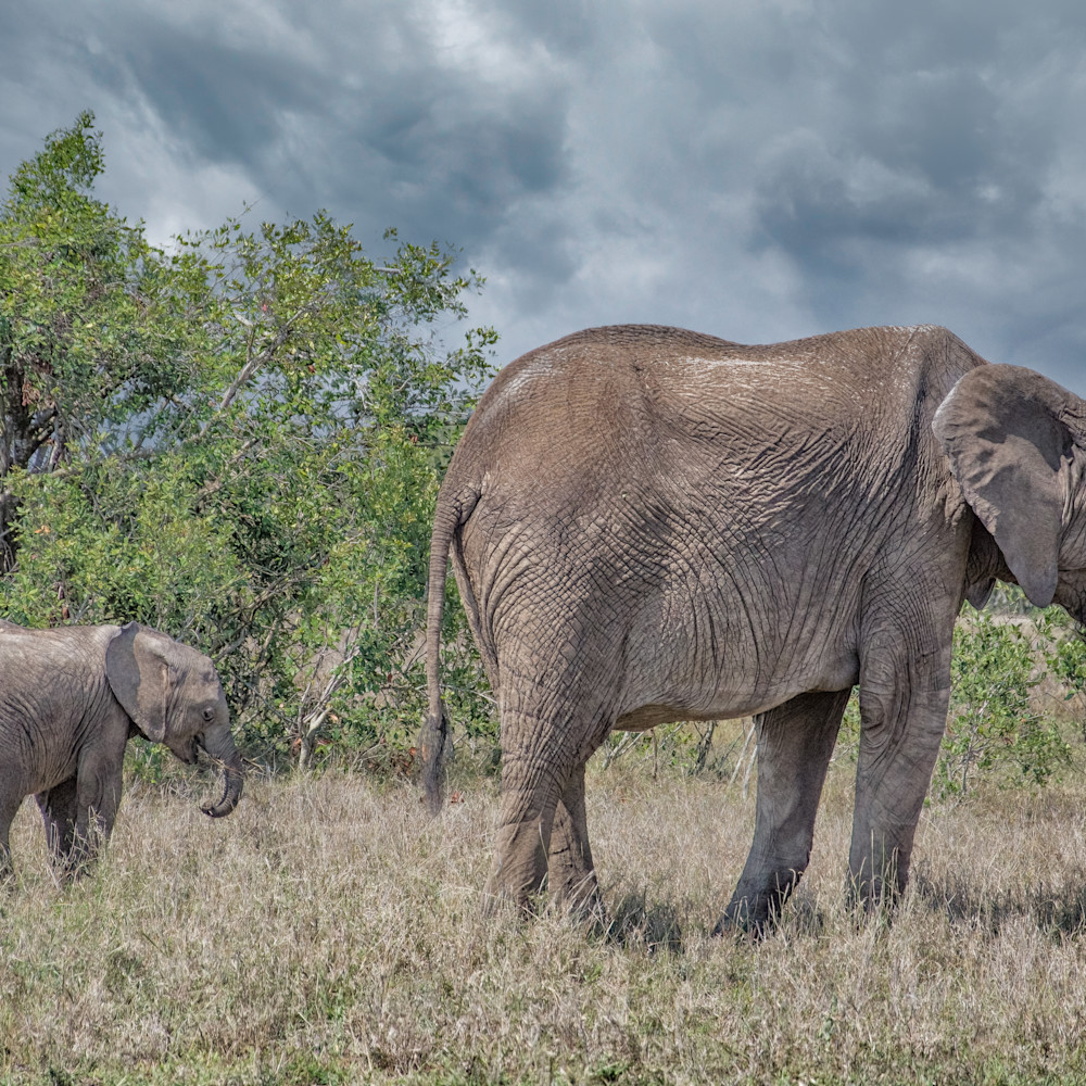 Mom and baby elephants   kenya dujd4k