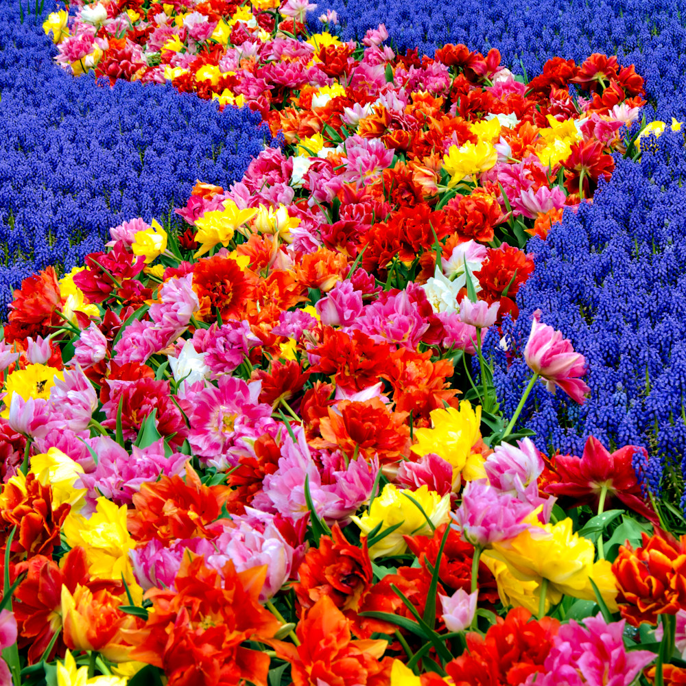 Tulips and grape hyacinths c7vgkx