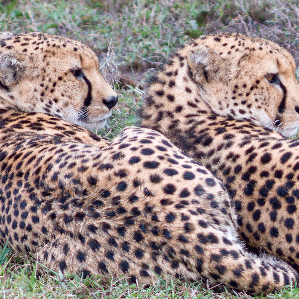 Twin cheetahs   kenya u9tmxl