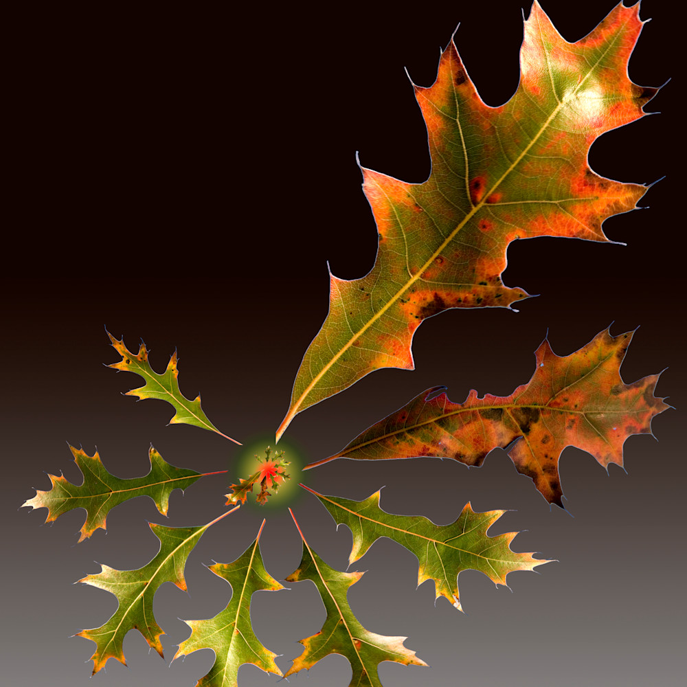 Pin oak leaf comp 091217 6 s0xtfu