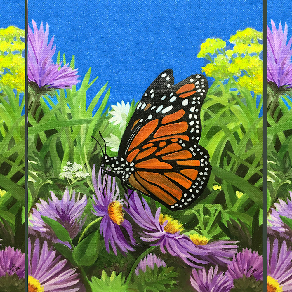 Monarch in a field of asters wlva27