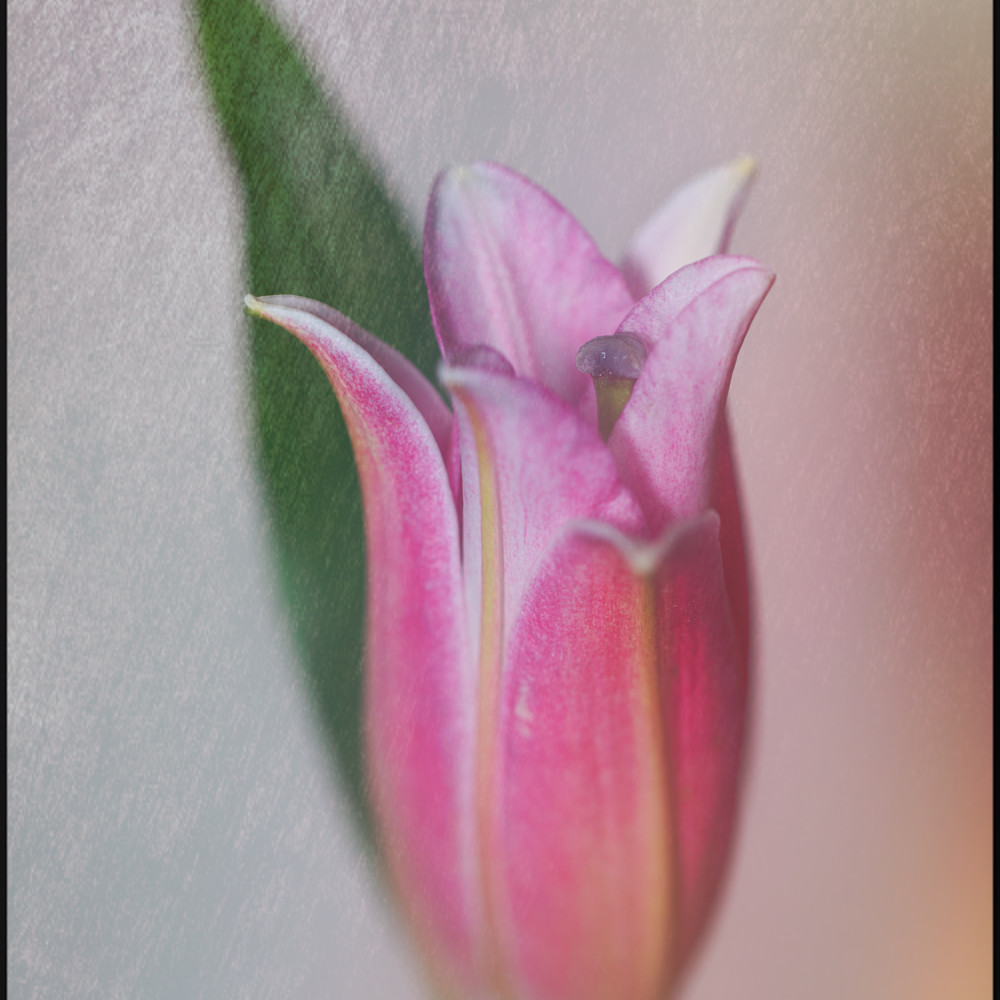 Pink lily b6zykq