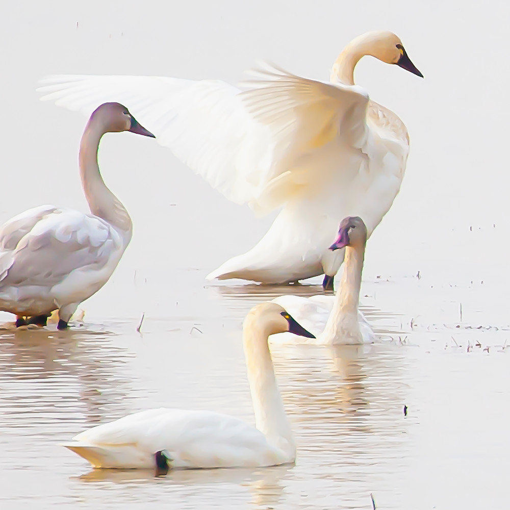 Swans dance semyoi