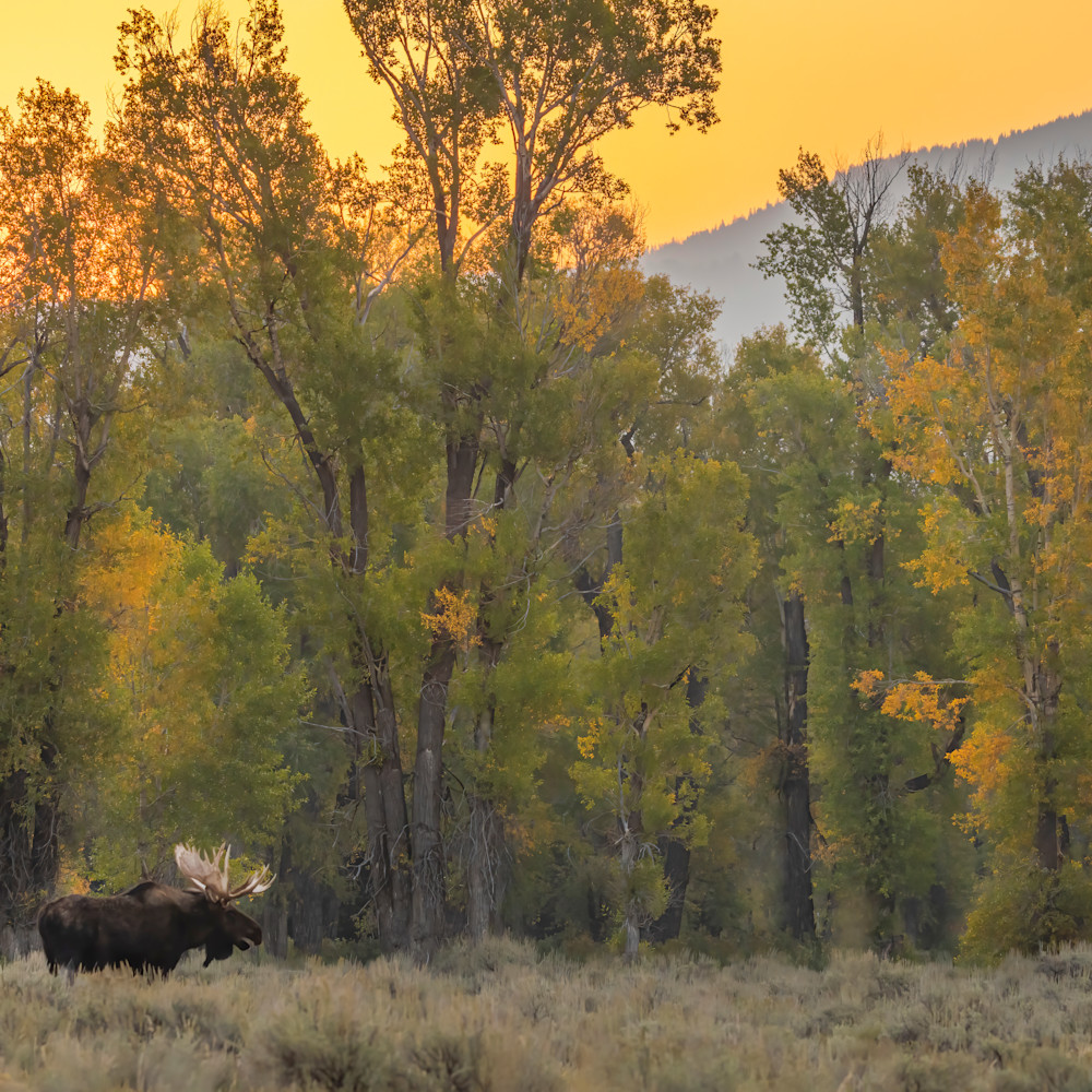 Shoshone at gv cg scenic with sunrise behind trees 09092021 z9nfix