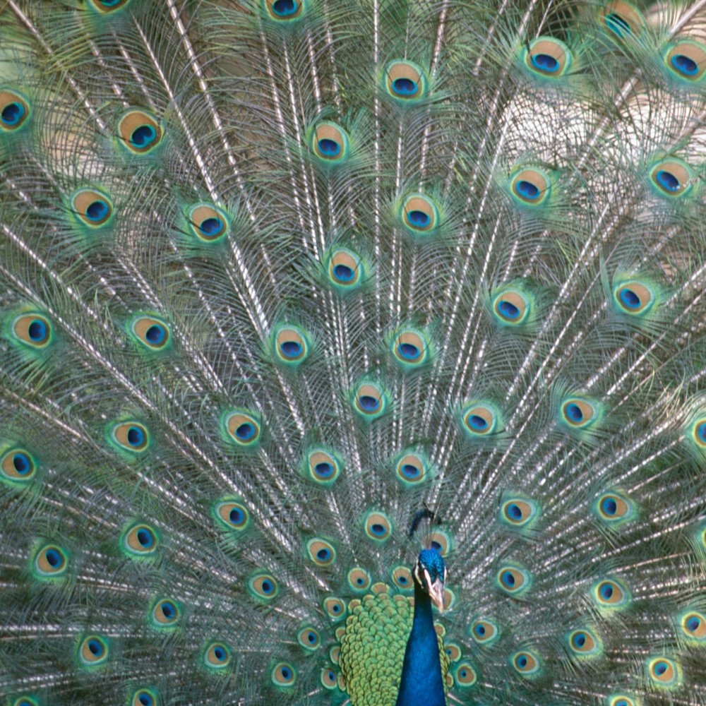 Peacock lowrypark lfisva