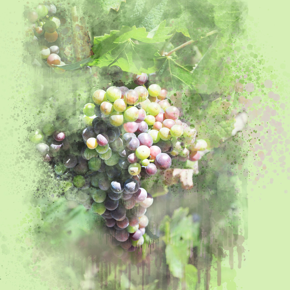 Colors of ripening grapes 3 5 final this is it tjozst