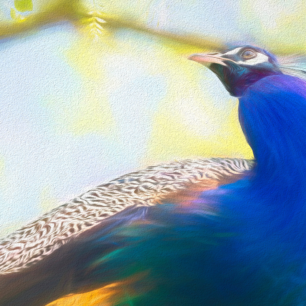 Peacock in tree chalk zijifw