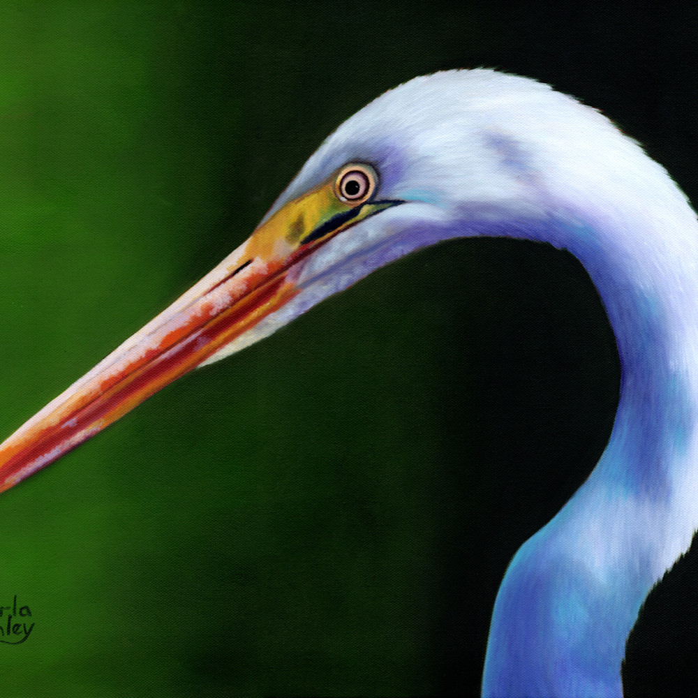 Egret head ysfn6f