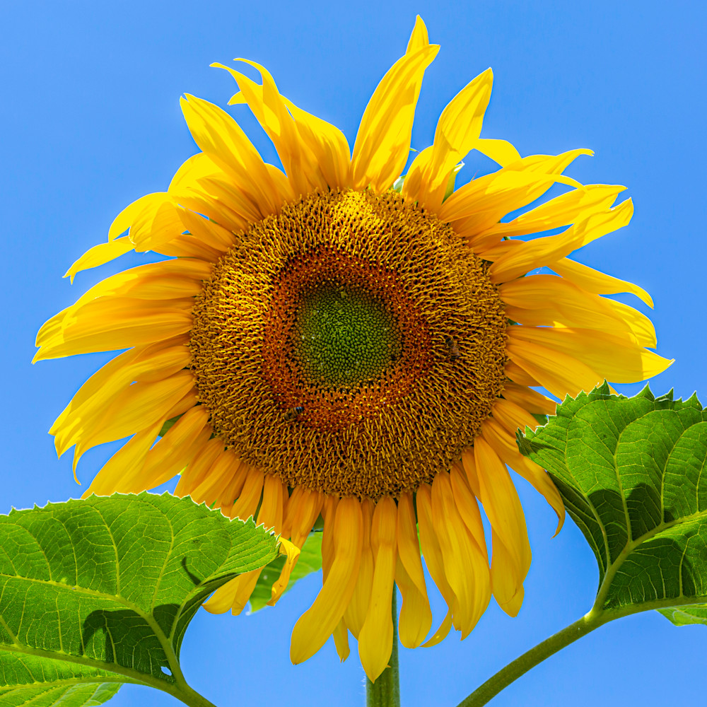 Sunflowerfs ts130q