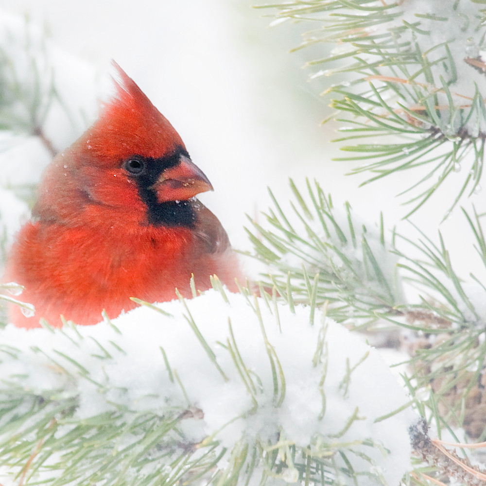 Peter sanderson   snow cardinal zoocel