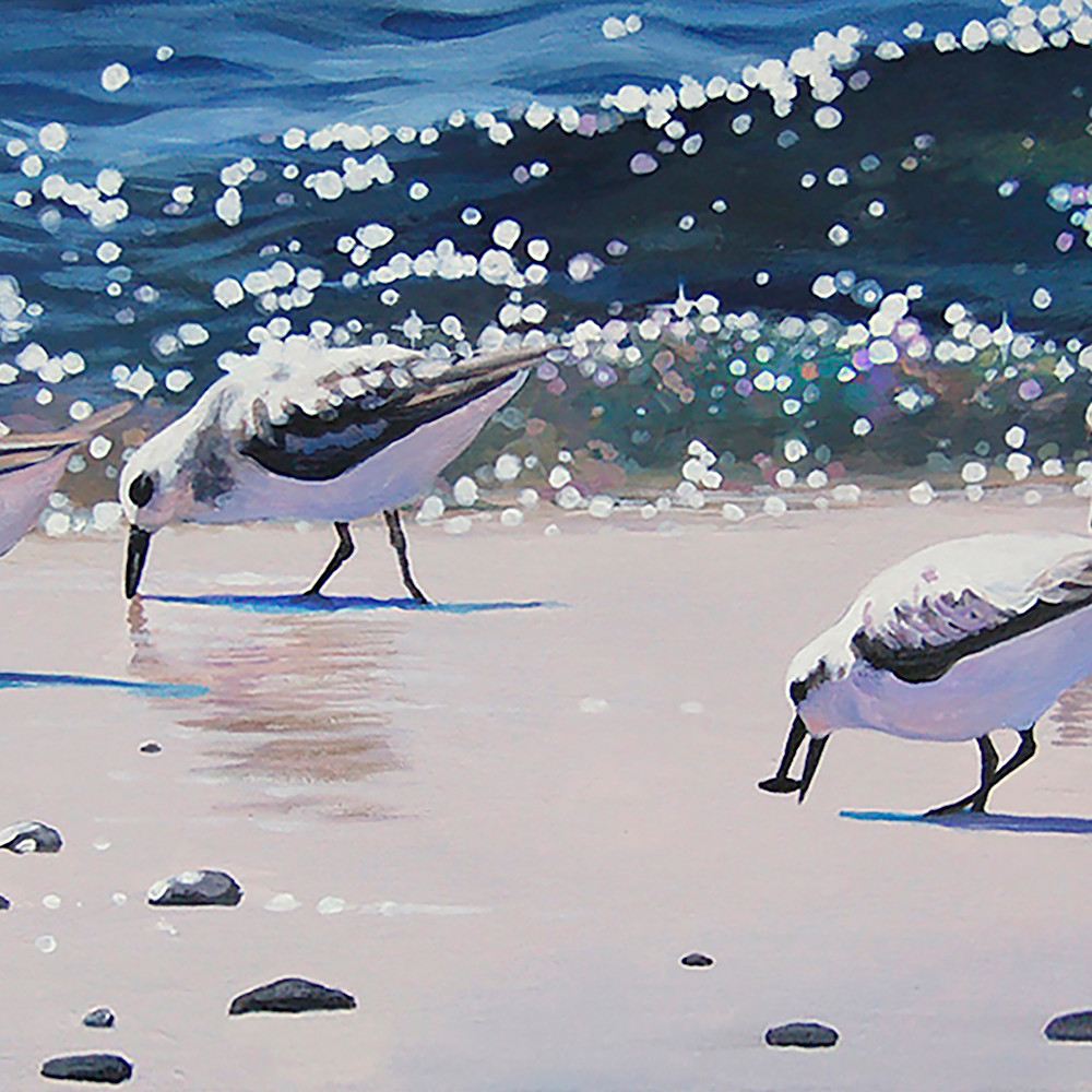 Surf sanderlings vtdphf