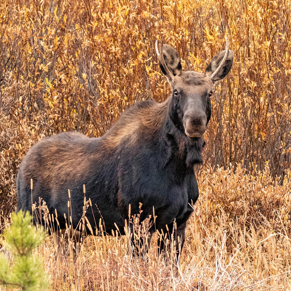 Moose young bull c 9064 xqm5hx