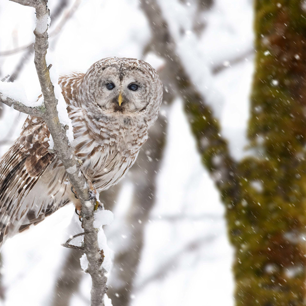 Snowey barred owl elcibv