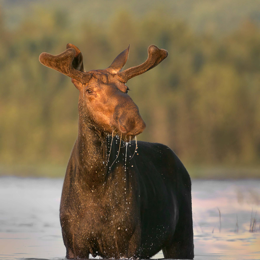 Young bull moose at last light t0454s