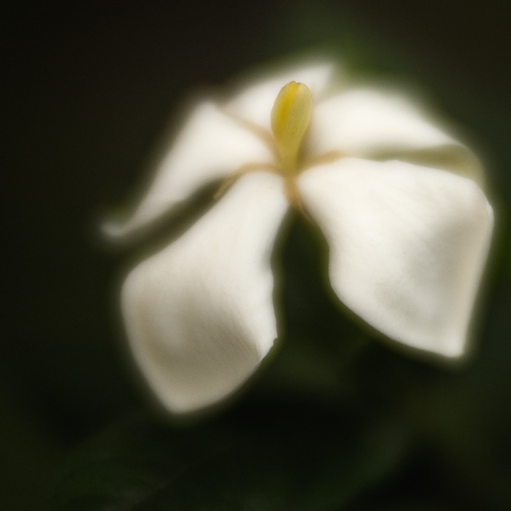 Glorious gardenia  cuposn