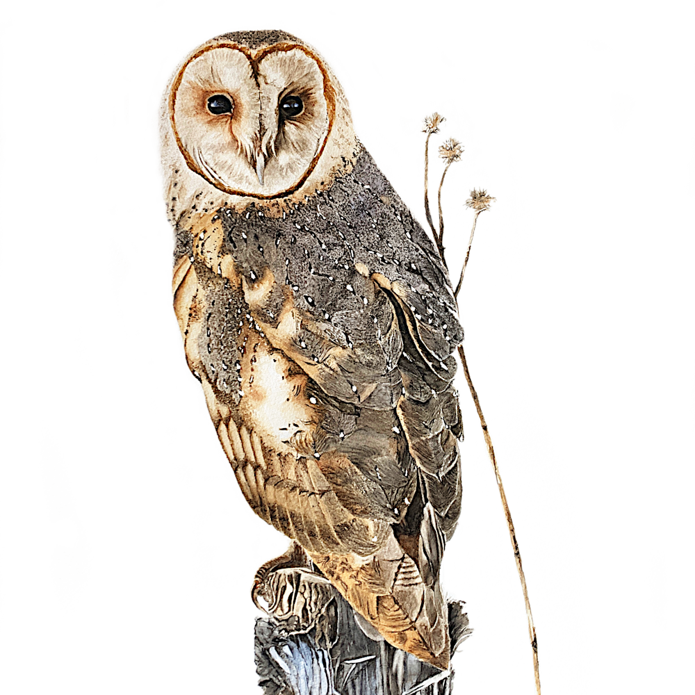 Barn owl on stumplarge mhoutf