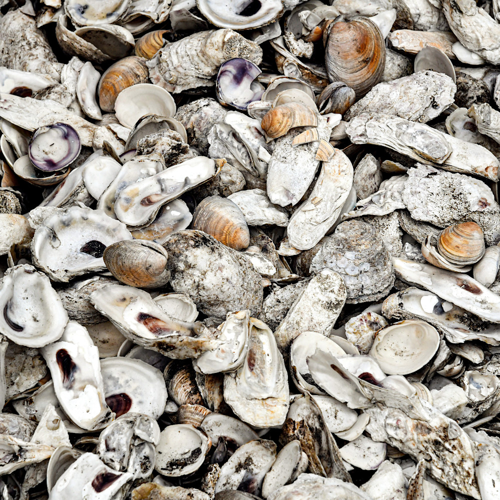 Oysters clams ccczyn