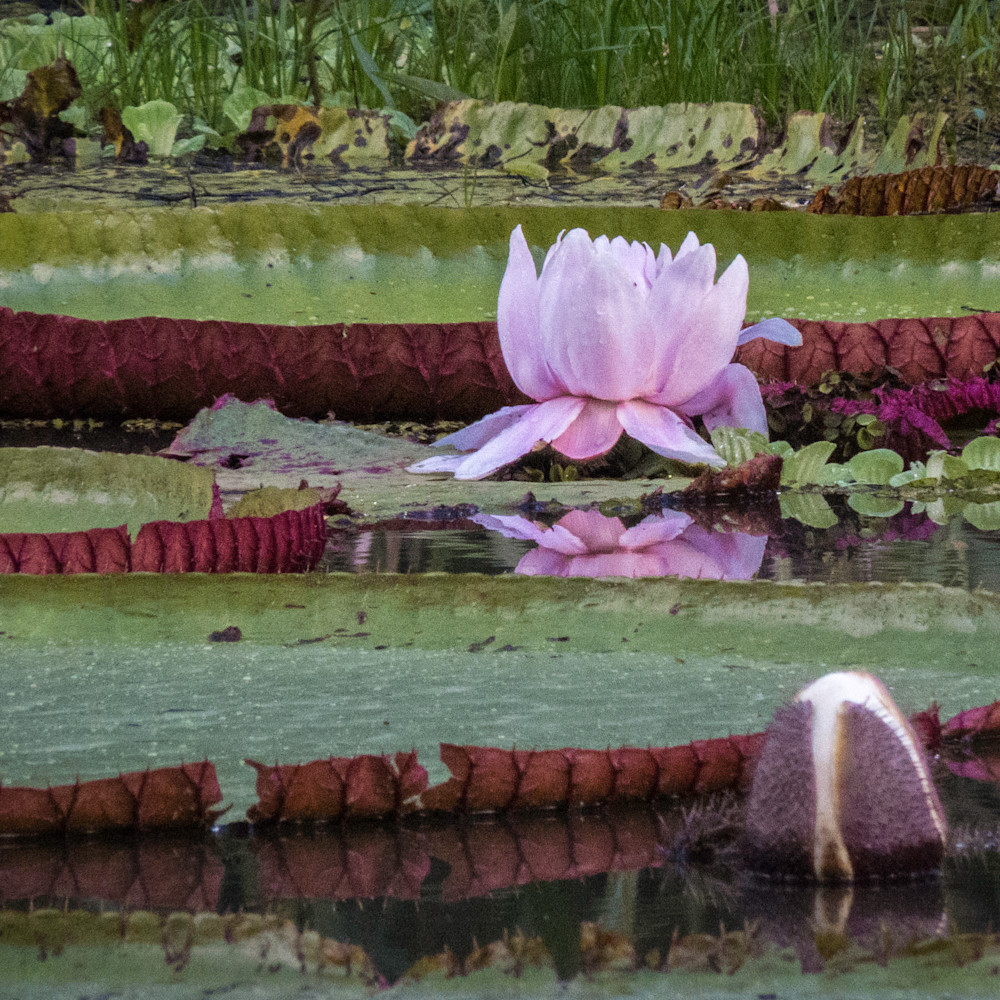 Amazon water lilies sjutrk