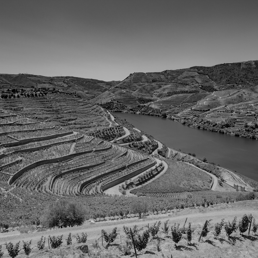 Winding rows vineyards portugal 7785 lqbs6o
