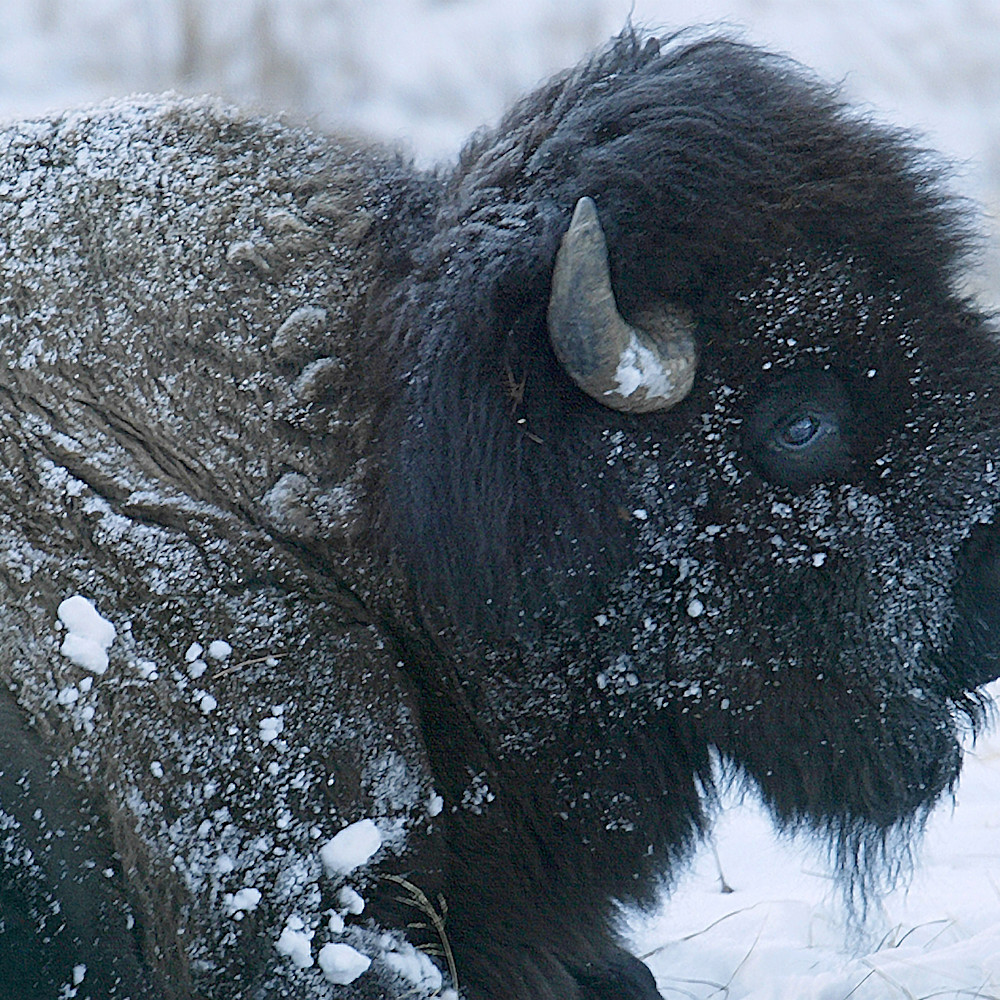 Buffalo sit snow mr6jem