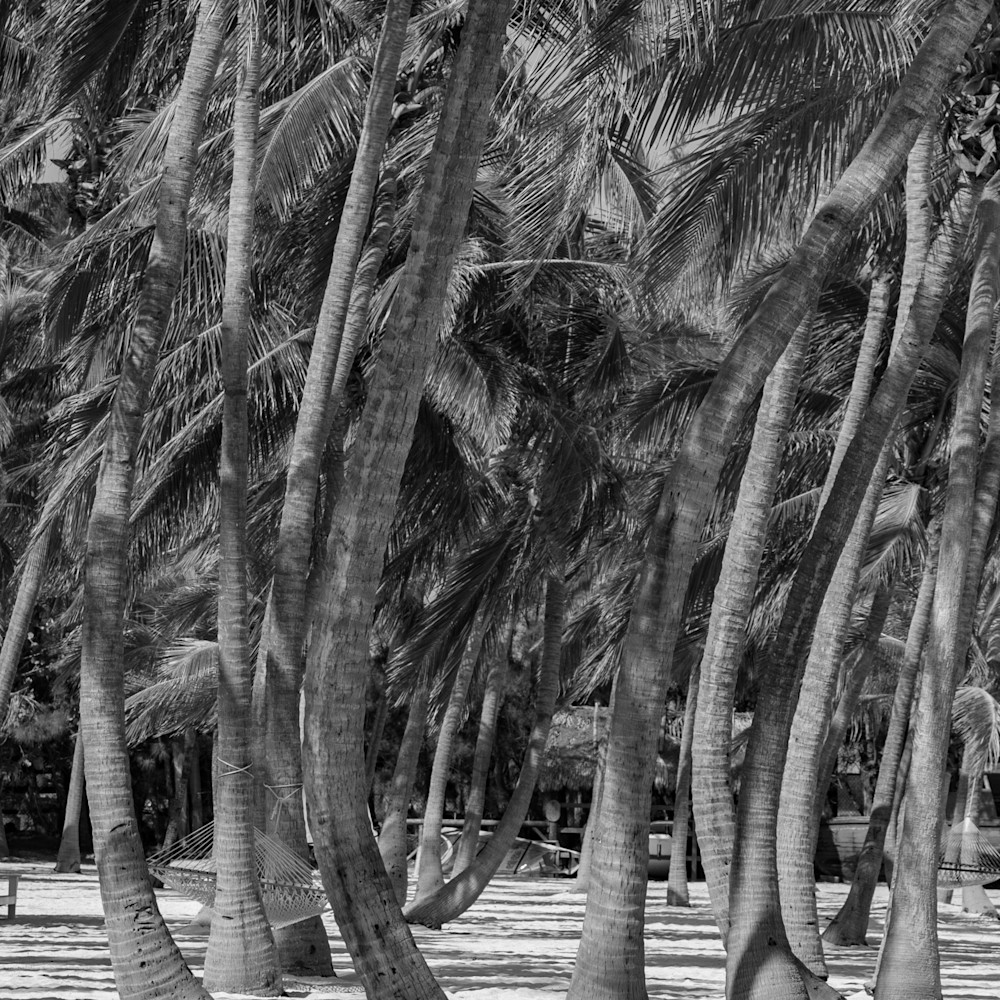 Islamorada palm trees 6704 ikgskv
