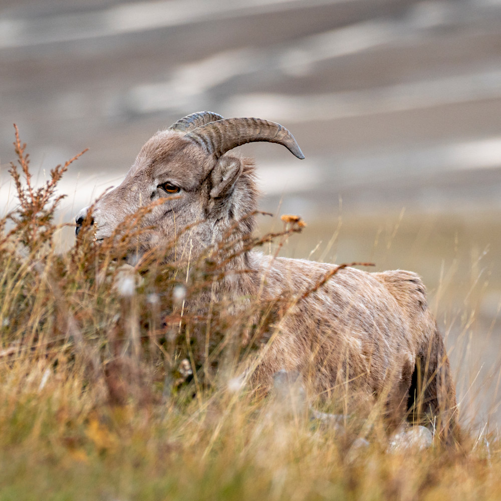 Bighorn sheep afea2h